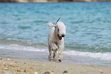 BEDLINGTON TERRIER 060